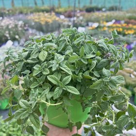 Мята банановая