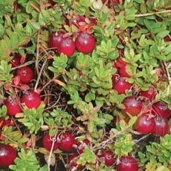 Клюква Бен Лир