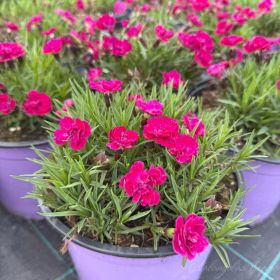 Гвоздика Beauties  Tiiu