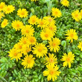 Делосперма скрученная Golden Nugget