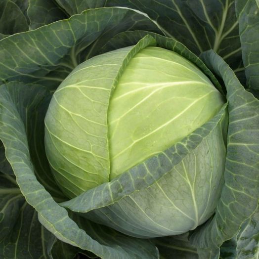 Капуста белокочанная Бригадир F1, 100шт семян