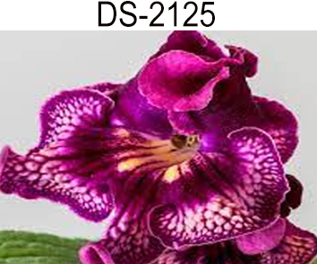 DS-2125 (Диметрис)  НОВИНКА КАТАЛОГА