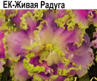 ЕК-Живая Радуга (Коршунова)