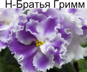 Н-Братья Гримм (Бердникова)