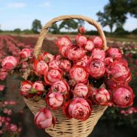 Помпеи (Pompeji)