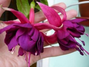 Фуксия Cog au Vin