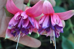 Фуксия Rocket Fire