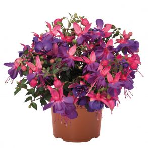 Фуксия кустовая Classic Lago Grande