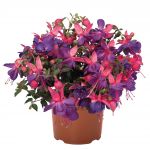 Фуксия кустовая Classic Lago Grande