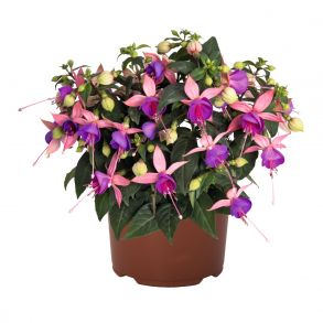 Фуксия кустовая Arêtes Belfort