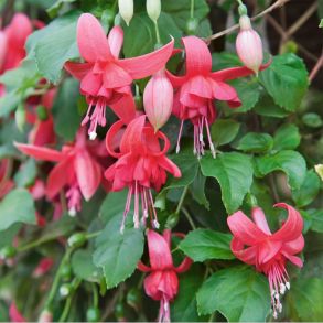 Фуксия Ампельная Blaze Away