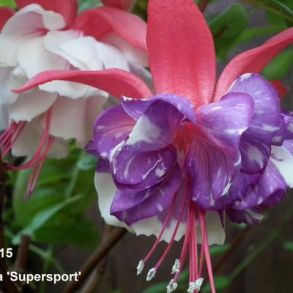 Фуксия Ампельная Supersport