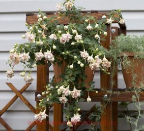 Фуксия кустовая Bobby Scaftoe