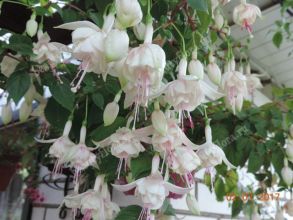 Фуксия Ампельная Anabell