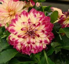 Георгин Abstract Raspberry