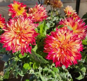 Георгин Red Flare