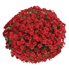 Хризантема мультифлора Seaside Red