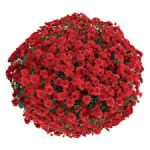 Хризантема мультифлора Seaside Red