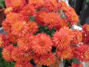 Хризантема мультифлора Reef Bronze