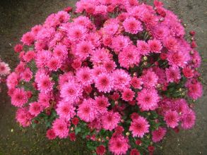 Хризантема мультифлора Bransound purple