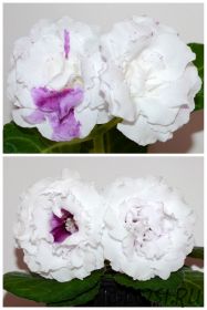 ЕН-Фантазия Дождя/ЕН-Седой Эльбрус