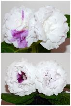 ЕН-Фантазия Дождя/ЕН-Седой Эльбрус