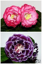 ЕН-Танец при Свечах/ЕН-Себастьян