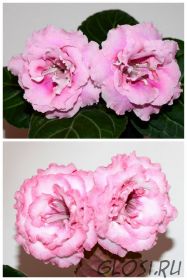 ЕН-Розовый Неон/ЕН-Розовый Попугай