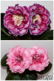 ЕН-Витаминка/ЕН-Радужная Форель