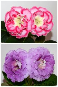 ЕН-Рассветное Солнце/ЕН-Лавандовые Сумерки