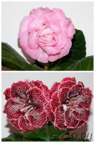 ЕН-Ветер в Розовых Лепестках/ЕН-Тигровая Лилия