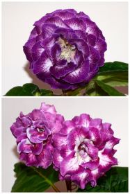 ЕН-Колыбельная Океана/ЕН-Графиня де Монсоро