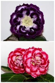 ЕН-Варвара Краса Люкс/Королева Сердец