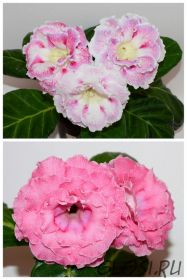 ЕН-Акварельные Узоры/ЕН-Свидание под Радугой