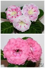 ЕН-Акварельные Узоры/ЕН-Свидание под Радугой