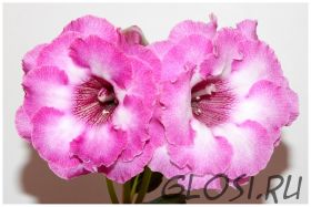 ЕН-Дюймовочка