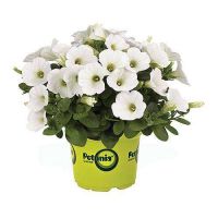 Петуния Потуния Плюс Вайт (Potunia Plus White)