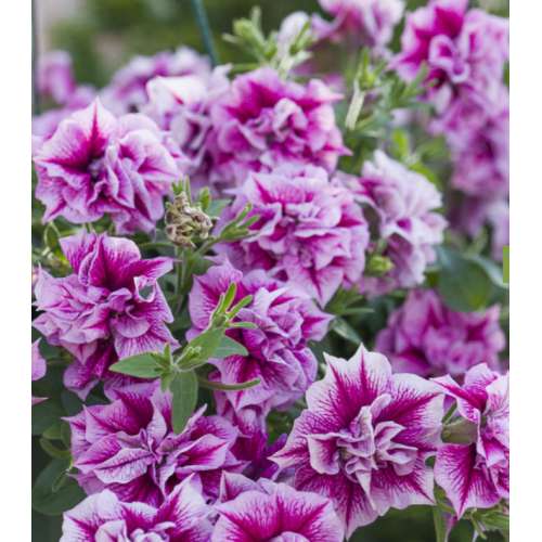 Петуния Тумбелина Хелена (Tumbelina Helena)