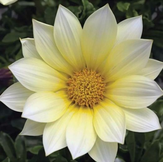 Гацания жестковатая (Gazania rigens F1) Gazoo Clear Vanilla, 100шт семян