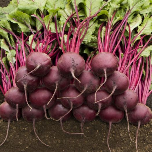 Свёкла столовая Маноло F1, 5г семян