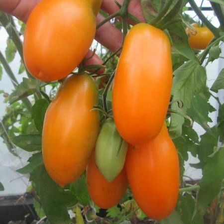 Томат индетерминантный БАНАН ОРАНЖЕВЫЙ, 5г семян