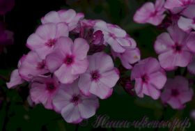 Флокс 'Волшебный Блюз' / Phlox 'Volshebnyj Blyuz'