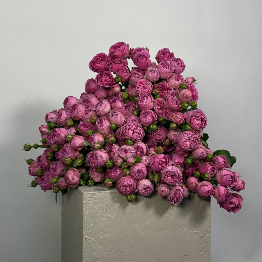 Кустовая пионовидная роза Мисти Бабблз