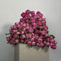 Кустовая пионовидная роза Мисти Бабблз