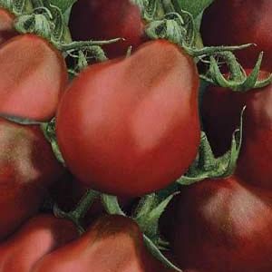 Томат индетерминантный ЧЁРНАЯ ПРИНЦЕССА, 5г семян