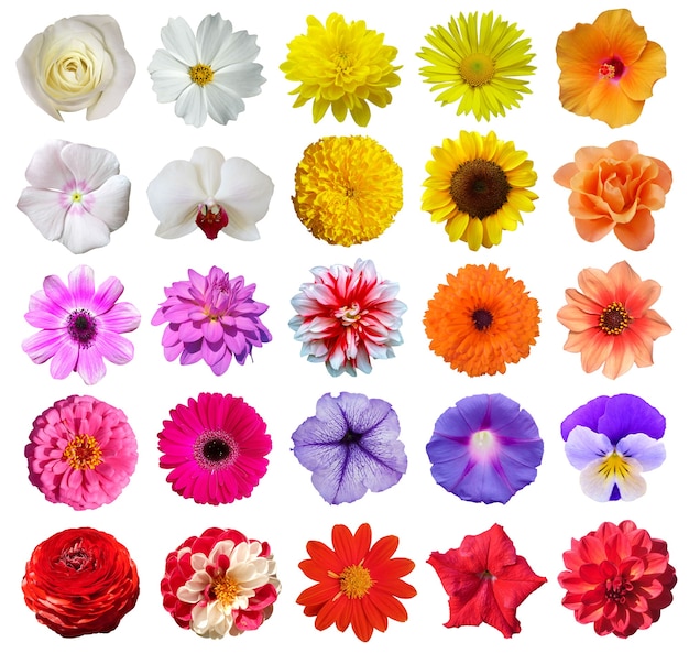 Цветы (стадия цветения)