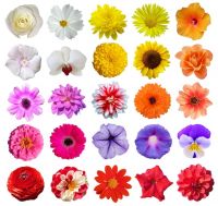 Цветы (стадия цветения)