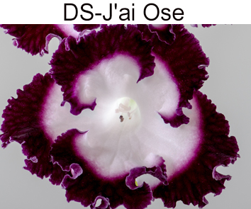 DS-J'ai Ose (Диметрис)