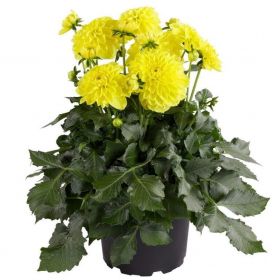 Георгин  Dalina maxi sonora (Я)