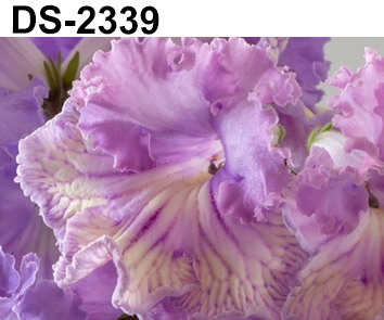 DS-2339 (Диметрис)